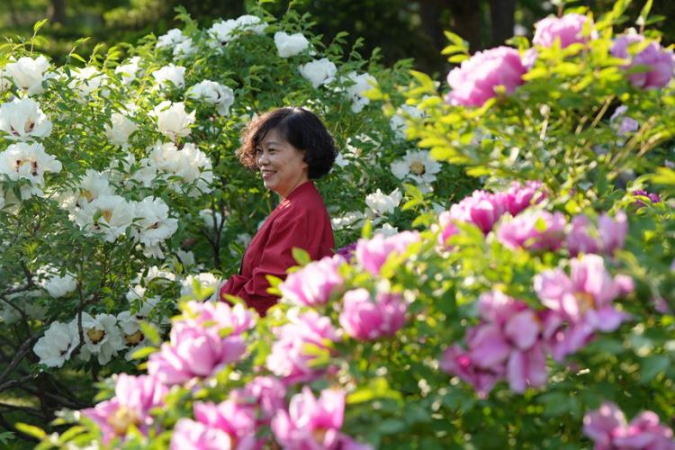 吉林長春：牡丹盛放香溢遠_fororder_吉林轉載花3