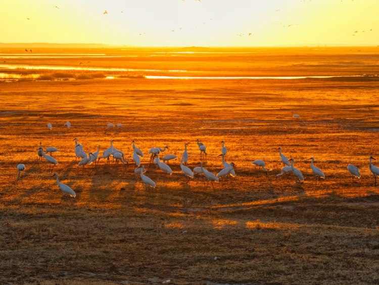 莫莫格秋日“派對”：十萬候鳥嗨翻生態樂園
