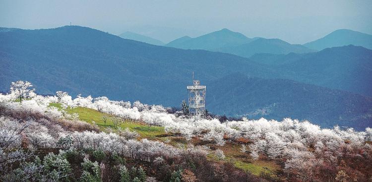 白山市：雪後晶瑩霧凇綴滿枝頭