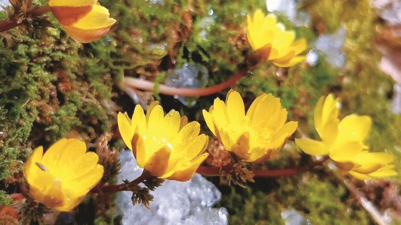 白山：冰淩花開 候鳥歸來