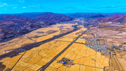 延吉市水稻開鐮收割 豐收田間繪就“金色畫卷”