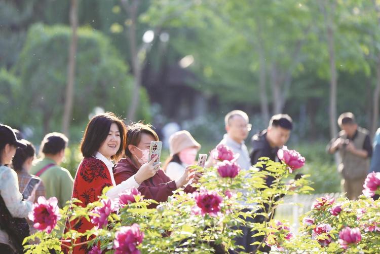 長春：牡丹綻放絢麗如錦