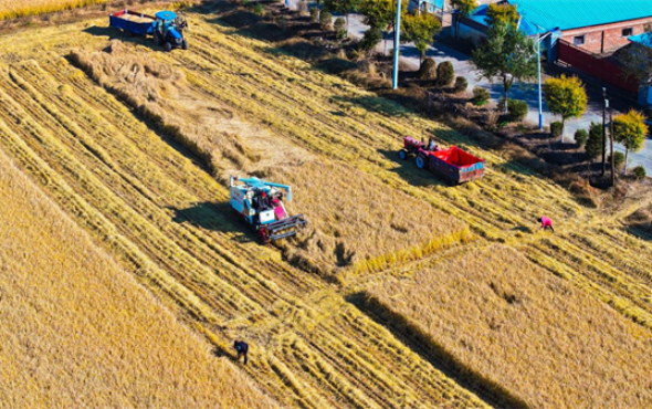 延吉市水稻開鐮收割 豐收田間繪就“金色畫卷”
