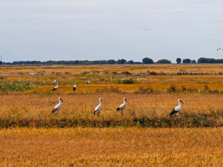 莫莫格秋日“派對”：十萬候鳥嗨翻生態樂園