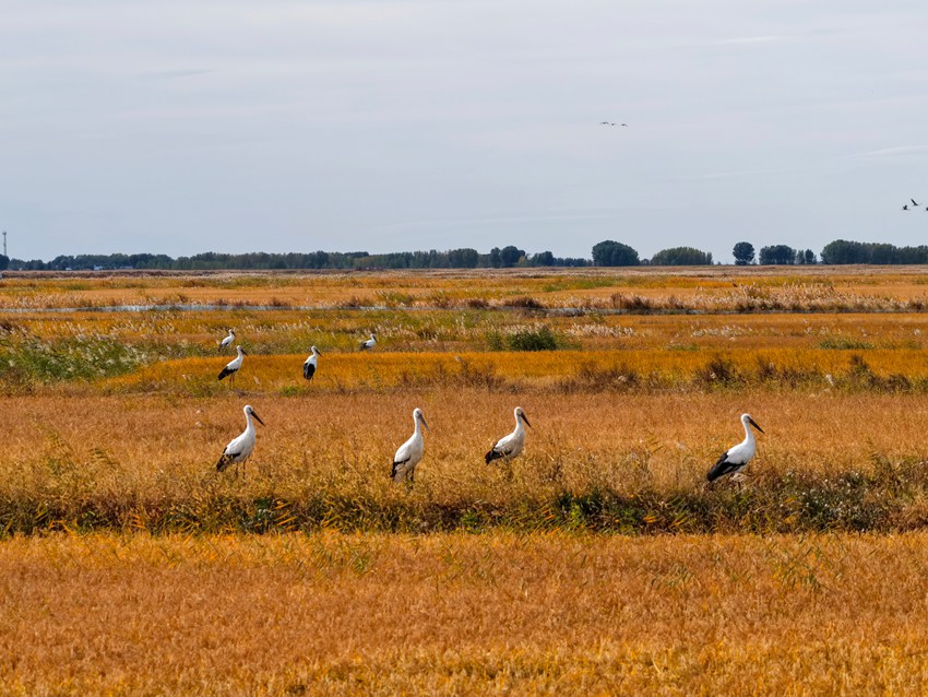 莫莫格秋日“派對”:十萬候鳥嗨翻生態樂園