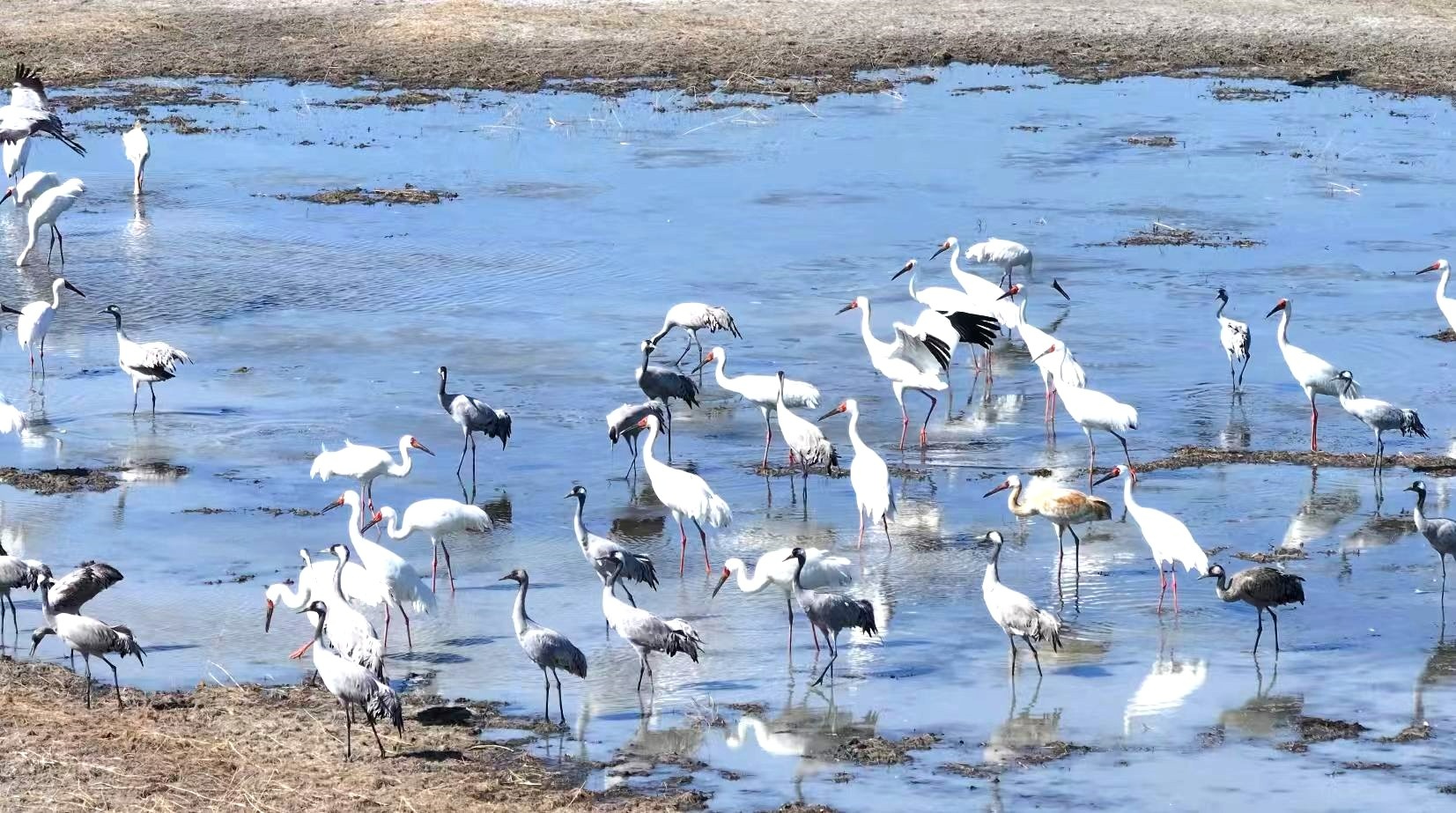 候鳥組團北遷 “先遣部隊”抵達向海