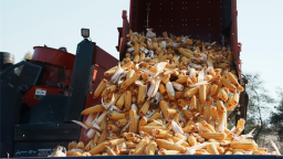 延吉：政策驅動農機升級 玉米秋收高效推進