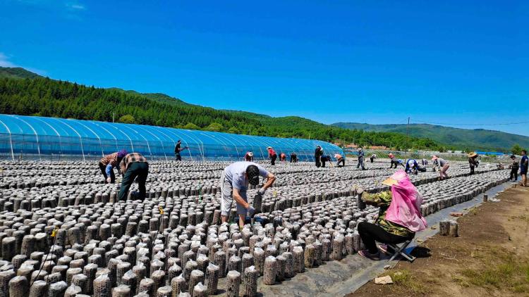 “土味”何以“出圈”——從品牌建設看“吉字號”特色産業破繭之路