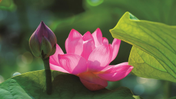 鎮賚南湖“荷”你相約盛花期