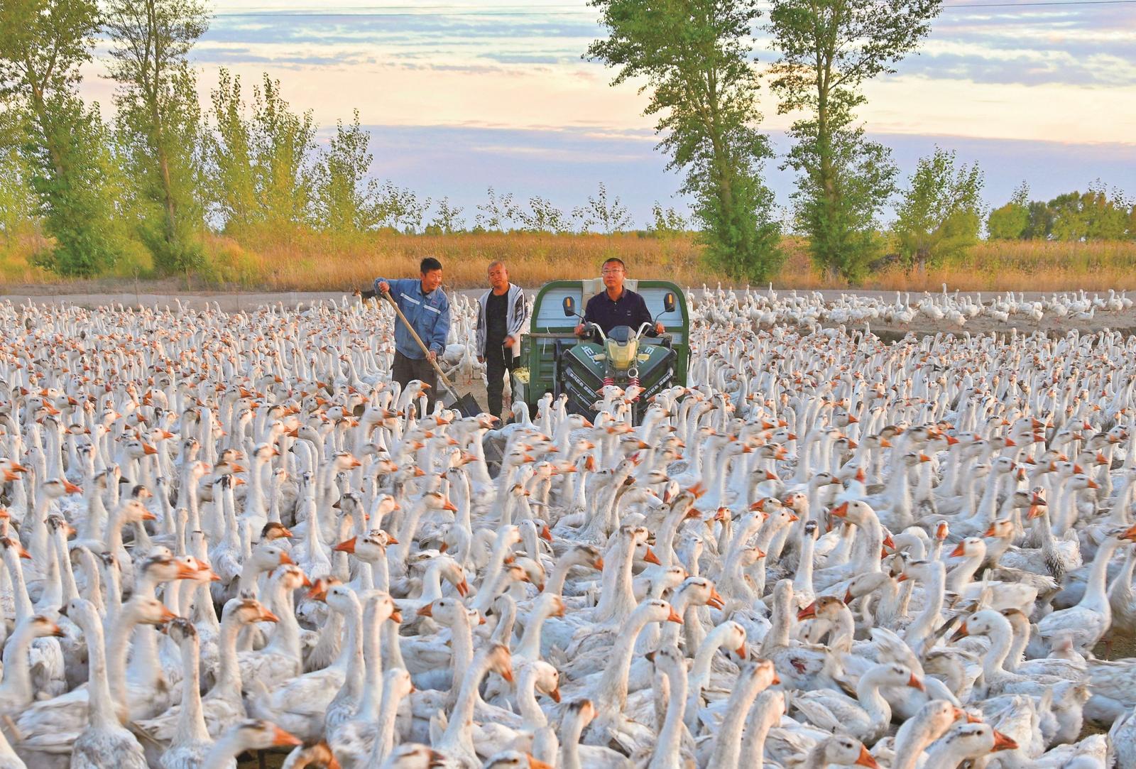 通榆縣鴻興鎮綠化村發展白鵝養殖特色産業