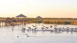 秋日查幹湖 樹木染金鳥嬉戲