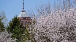 “吉大賞杏”穩居春城朋友圈“C位”