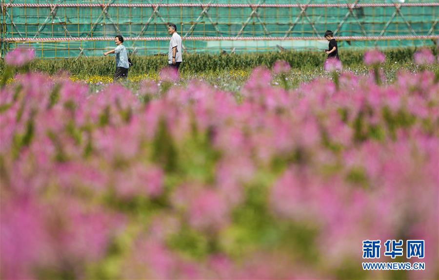 長春：種一片花海 富一方百姓