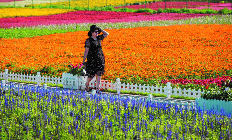 “金九銀十”好去處 長春蓮花山花海、民宿之旅走起