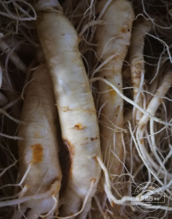 吉林撫松：“中國參鄉”如何享譽全球