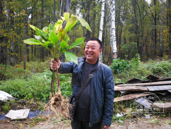 吉林撫松：“中國參鄉”如何享譽全球
