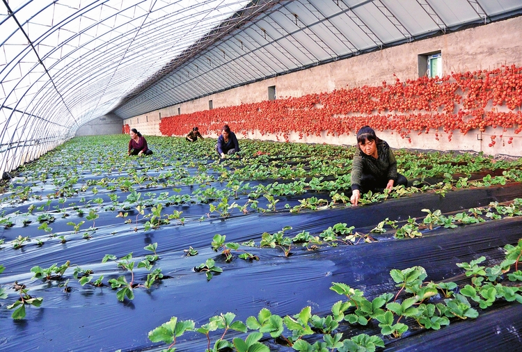 希望在前 重任在肩——來自白山市脫貧攻堅的報告