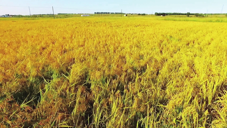 興了鄉村 富了鄉親——長春市寬城區推動鄉村振興提升農村人居環境紀實