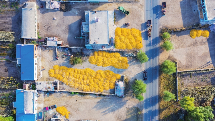 吉林白城：全力保秋收