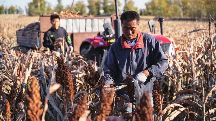 吉林白城：全力保秋收