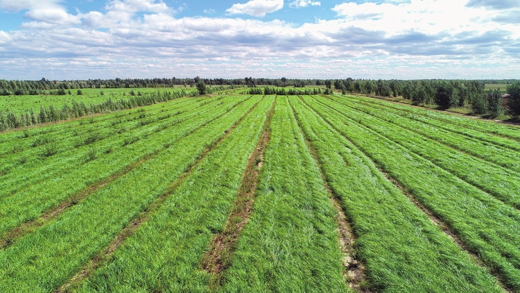 校企聯合 深耕油莎豆産業新藍海