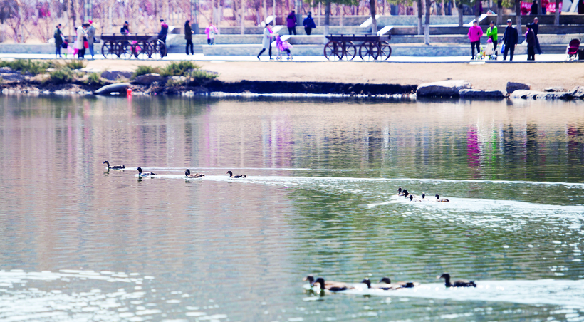 長春蘭橈湖公園野鴨排隊下水