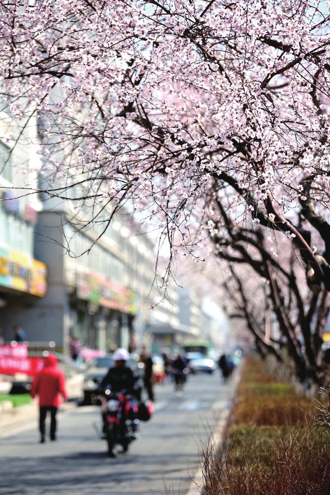 京桃花又開 四月的延吉美成一幅畫