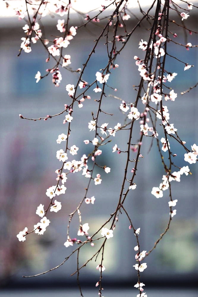 京桃花又開 四月的延吉美成一幅畫