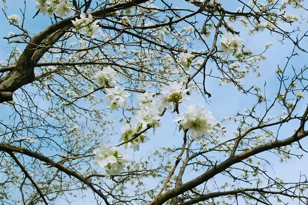【吉林042701】長春蓮花山百年梨園4月30日開園 免費對遊人開放_fororder_圖説：百年梨園梨花開放 供圖 長春蓮花山生態旅遊度假區新聞中心_副本