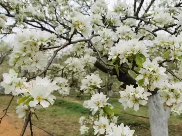 【吉林042904】長春蓮花山發佈第四屆梨花節遊玩攻略_fororder_微信圖片_20210429125540