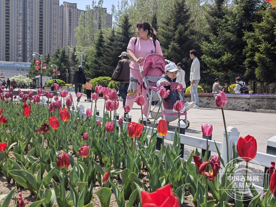 長春公園鬱金香花開滿園