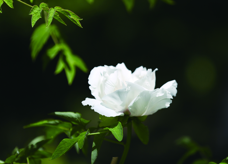長春牡丹園內的牡丹花迎來盛花期