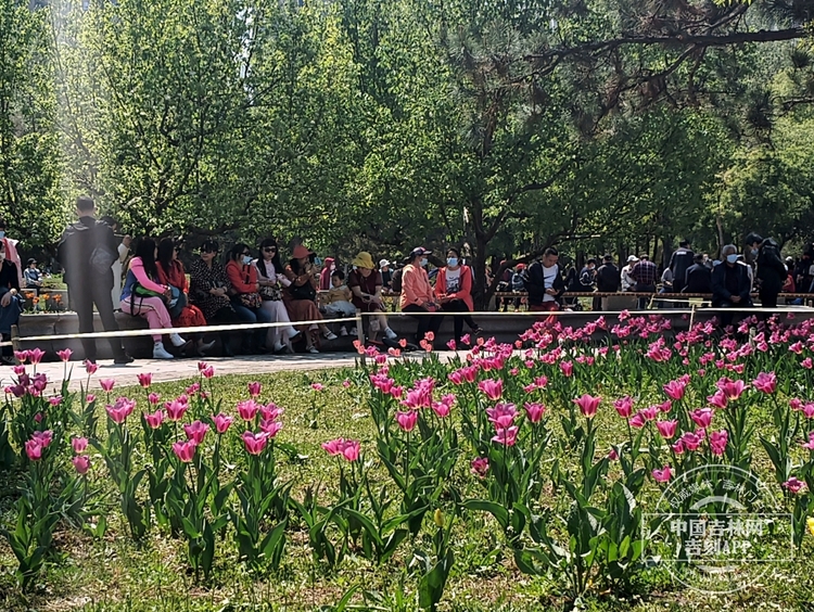 長春公園鬱金香花開滿園