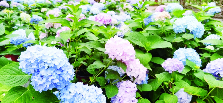 “花藝+園藝”讓遊客成為畫中人