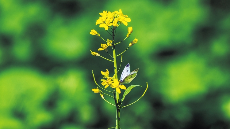 秋意漸濃 白城市油菜花與紅花蕎麥相繼開放