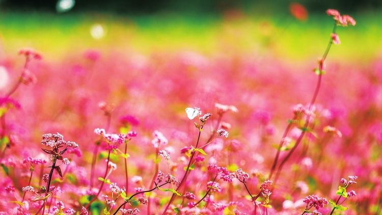 秋意漸濃 白城市油菜花與紅花蕎麥相繼開放