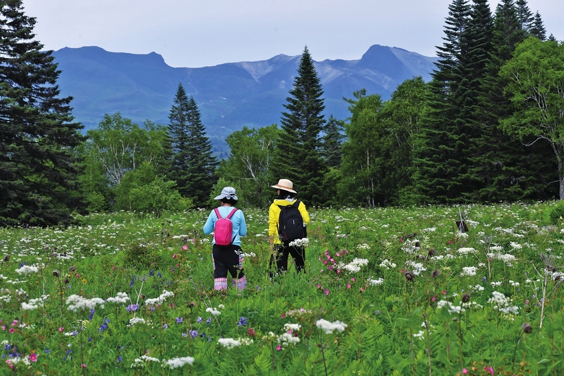 長白山高山花園又到山花爛漫時