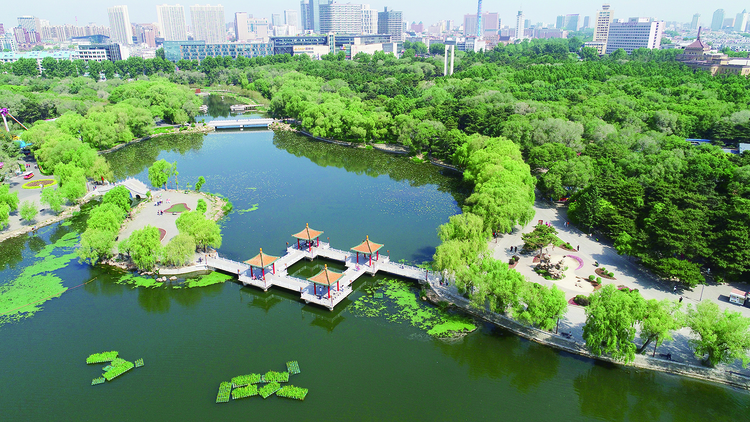 千余平方米睡蓮為南湖公園增添夏日韻味