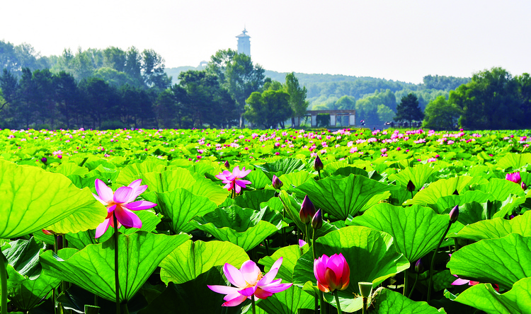 碧葉輕搖 粉花輕舞——長春凈月潭景區“荷”你相約