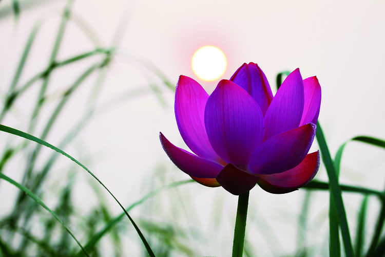 碧葉輕搖 粉花輕舞——長春凈月潭景區“荷”你相約