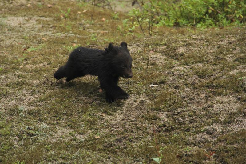 吉林天橋嶺森林公安局救助放生一隻野生小黑熊