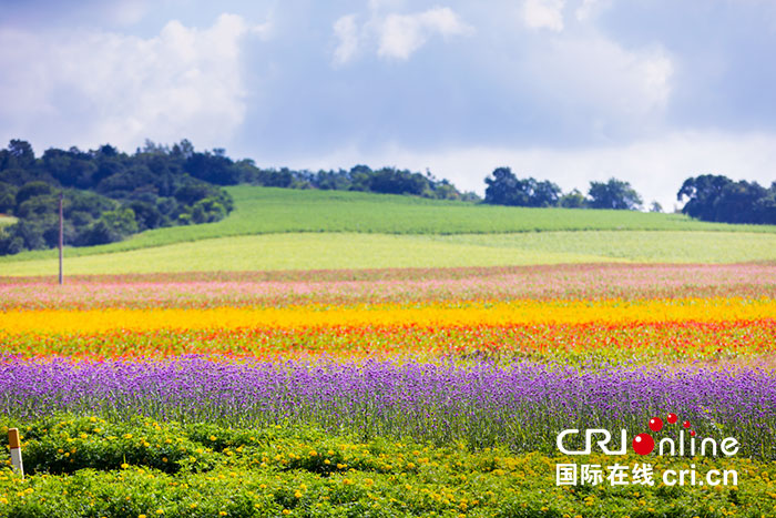 02【吉林】【原創】長春蓮花山花海大道將於8月30日正式對外開放
