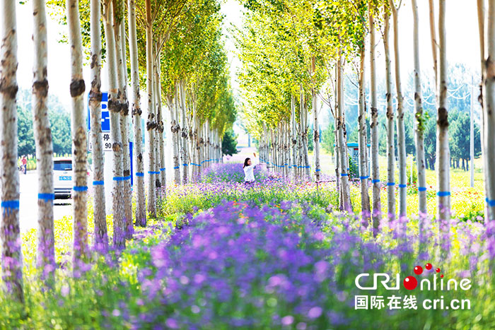 02【吉林】【原創】長春蓮花山花海大道將於8月30日正式對外開放