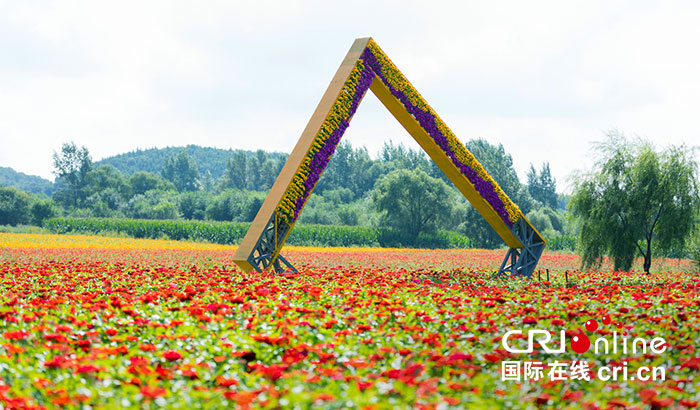 02【吉林】【原創】長春蓮花山花海大道將於8月30日正式對外開放