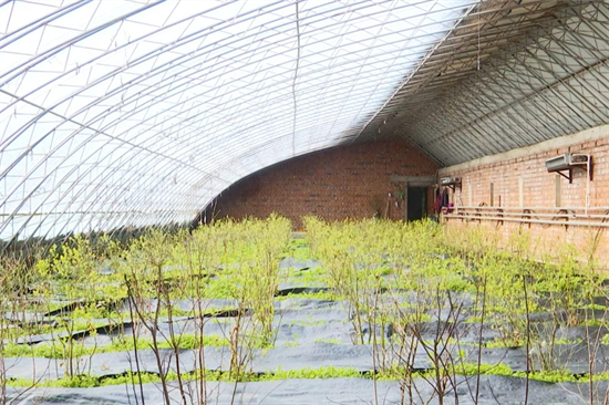 延吉：棚膜藍莓花開 孕育鄉村産業新希望_fororder_圖片13