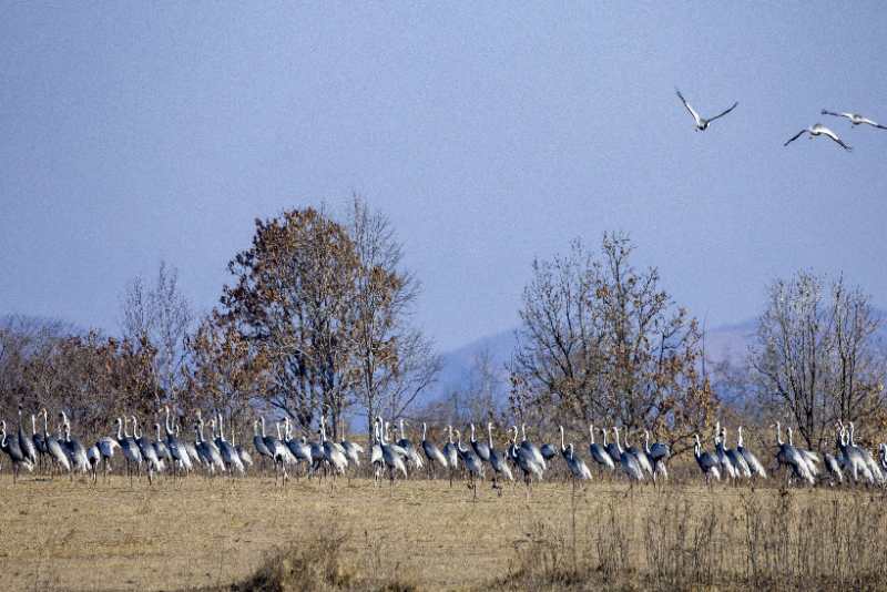 鶴鶴有鳴！白枕鶴、丹頂鶴、大雁現身琿春敬信濕地