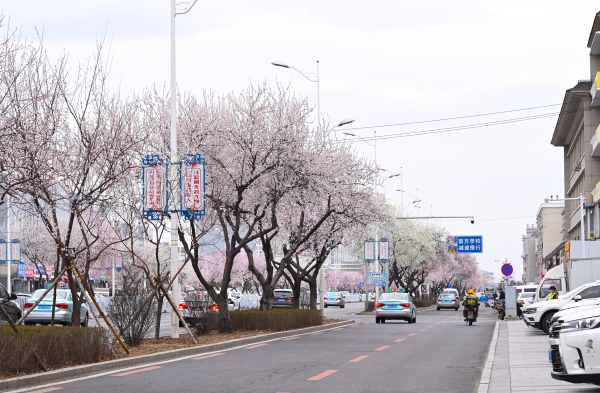 春暖花開時節“綠美延吉”行動再掀新熱潮！