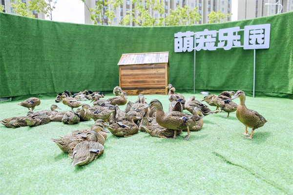 6月8日長春寧溪公園初亮相_fororder_圖片6