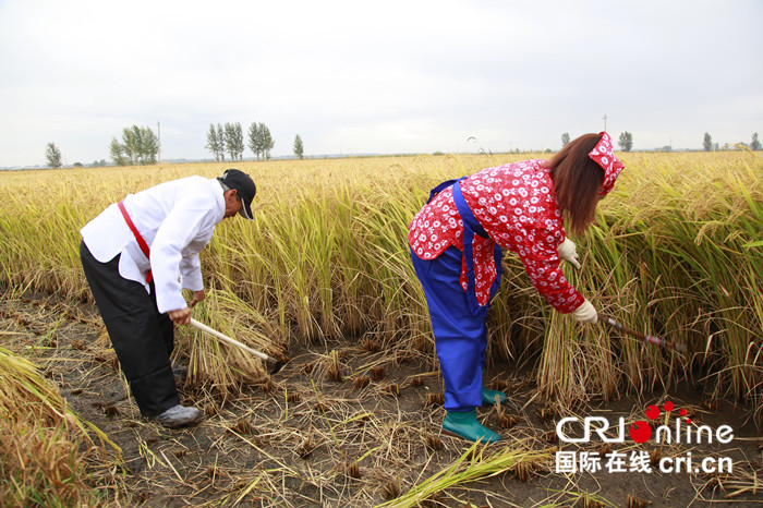 02【吉林】長春市雙陽區平湖稻米首鐮收割 迎“中國農民豐收節”