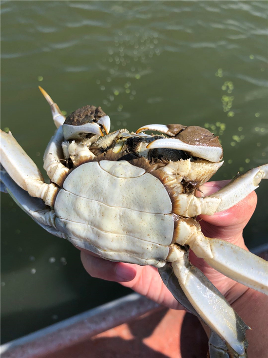 （有修改）（B 文旅列表 三吳大地蘇州 移動版）陽澄湖大閘蟹將於9月21日正式開捕